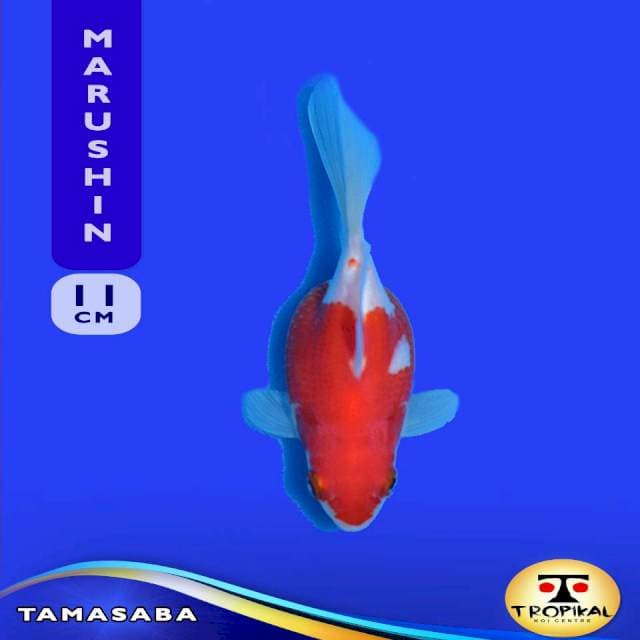 Tamasaba (Marushin Farm) 11cm. Import & Breeder Sertifikat