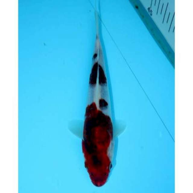 AI GOROMO 17 CM