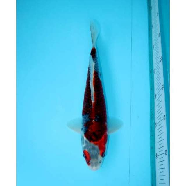 GOSHIKI 27 CM