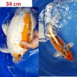 Kinsui Body Tebal 34 cm