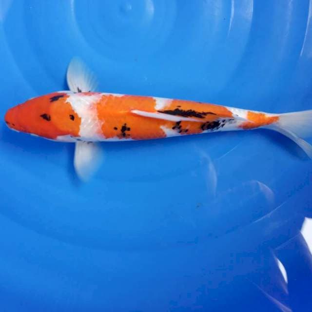 42 cm kindey SHOWA