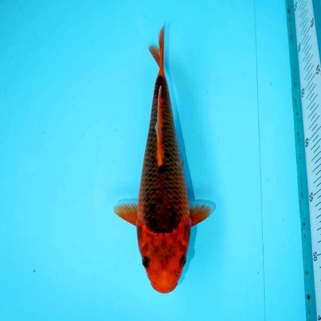 AKA MATSUBA 23 CM