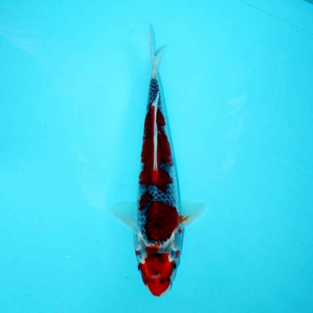 GOSHIKI 24 CM