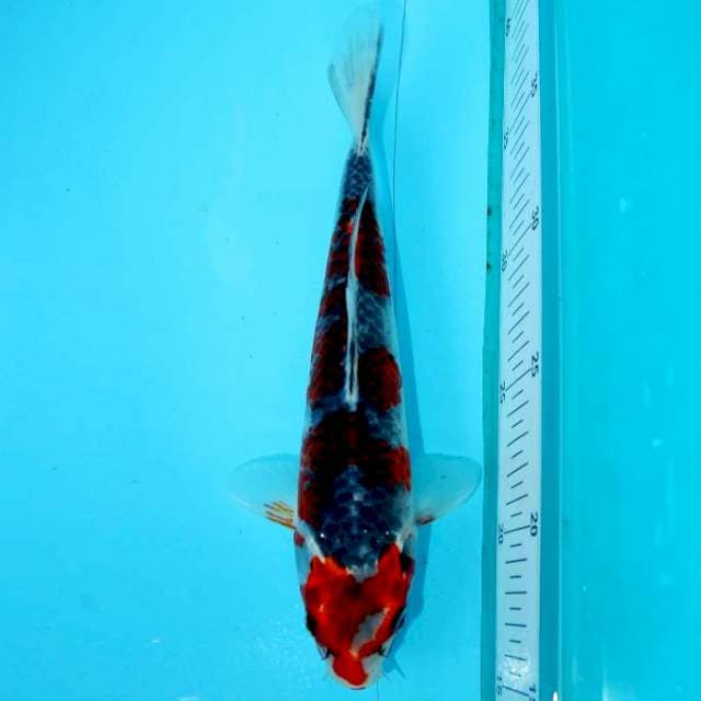 GODAN GOSHIKI 24 CM