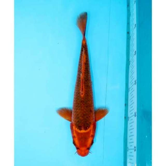 AKA MATSHUBA 22 CM