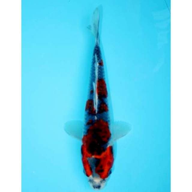 GOSHIKI 21 CM