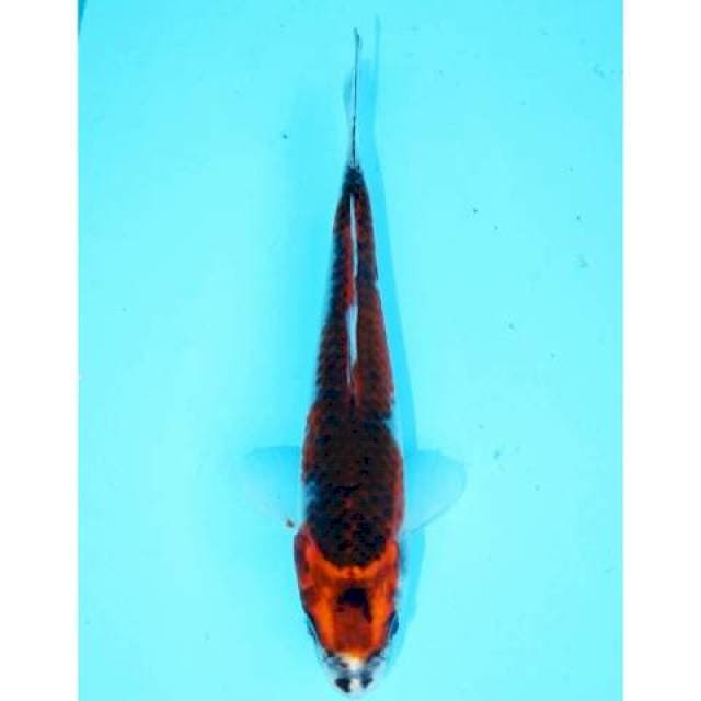 GOSHIKI OMOYO 17cm