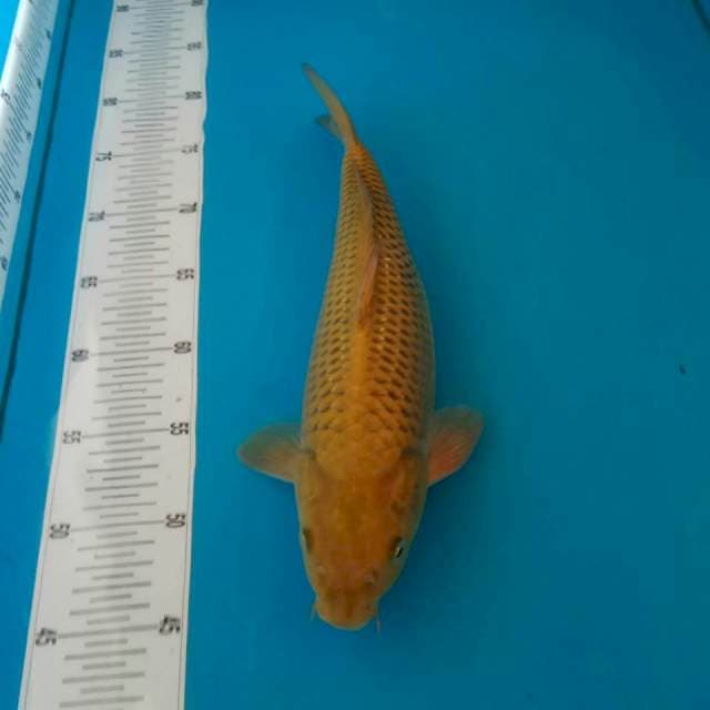 Chagoi 35cm