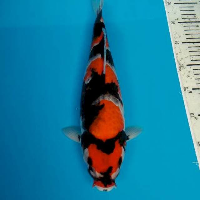Showa 37 cm