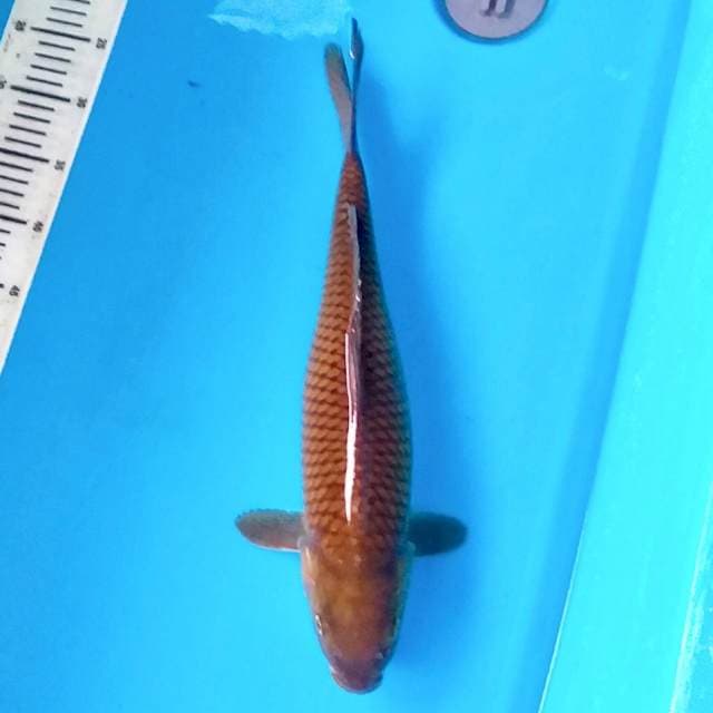 Chagoi jumbo 44cm
