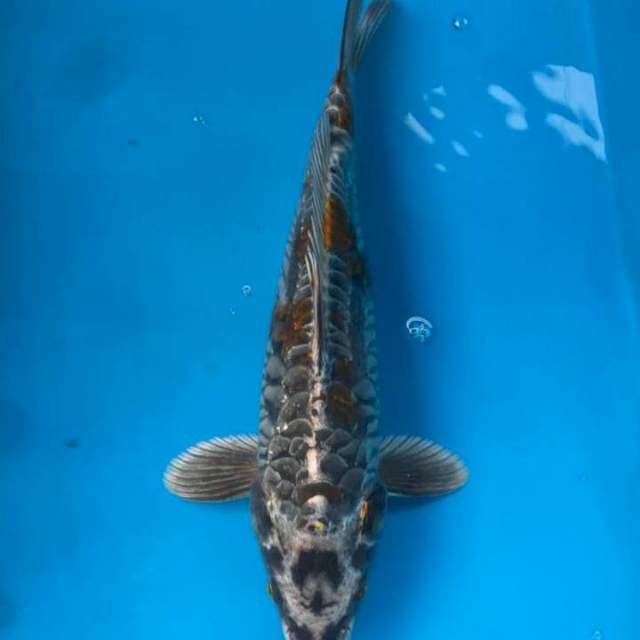 Ochiba Aragoke (sisik gajah) 30cm