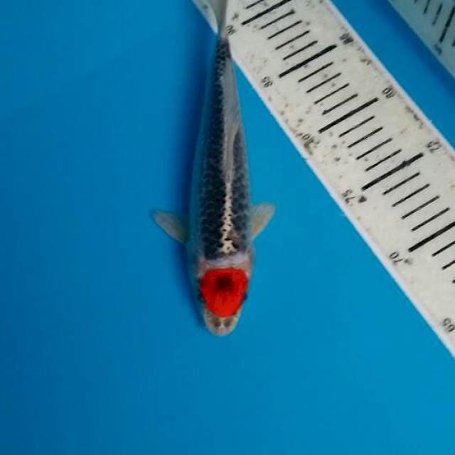 Tanco kojaku 25 cm