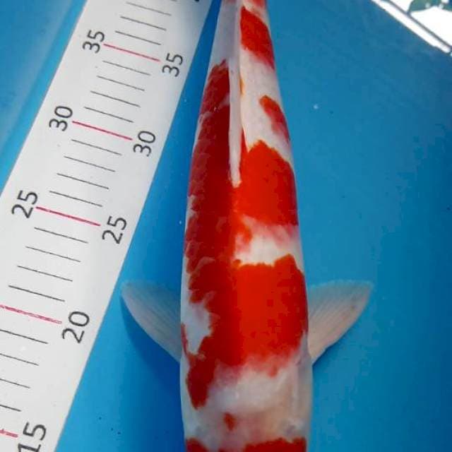 Kohaku 