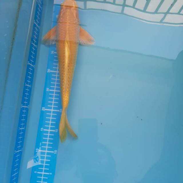 Ogon 