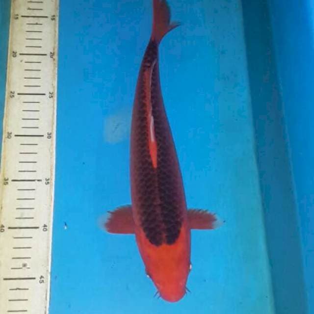 show qualiy 35 cm
