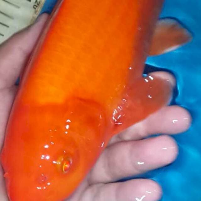 benigoi mata merah 35 cm