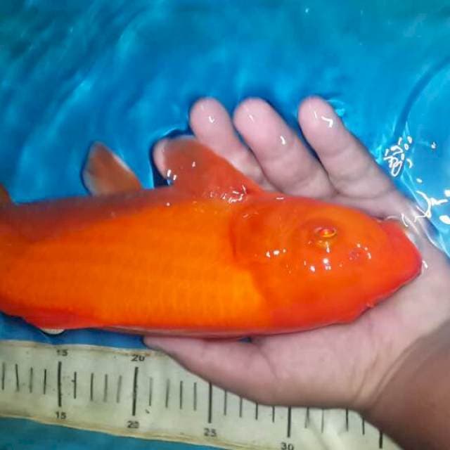 benigoi mata merah 35 cm