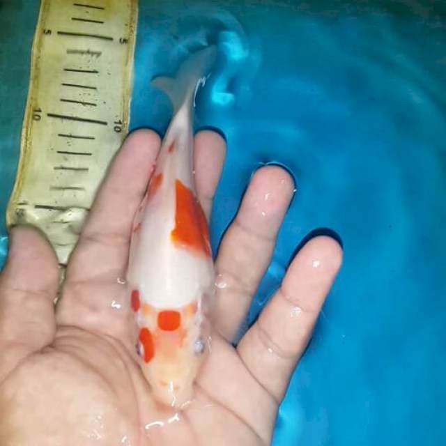 tamasaba lokal 15 cm