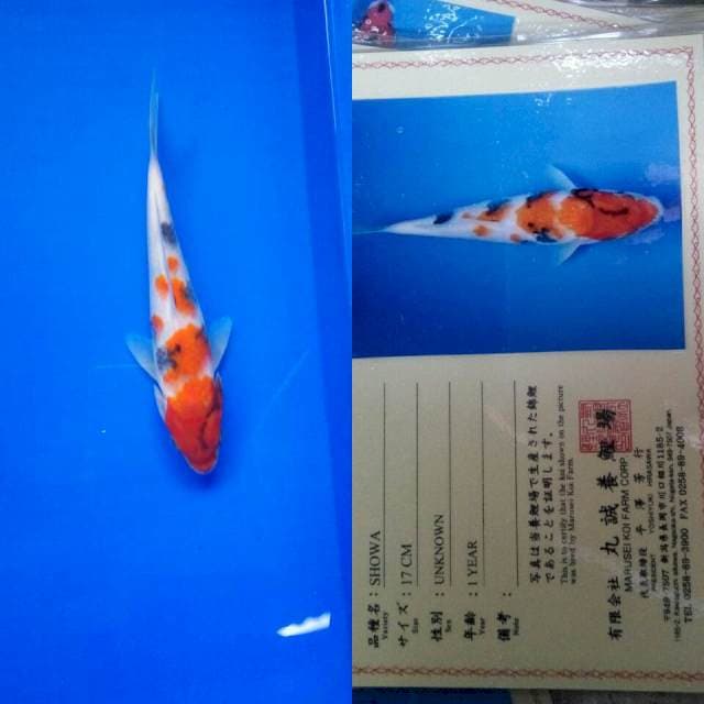 Showa import marusei