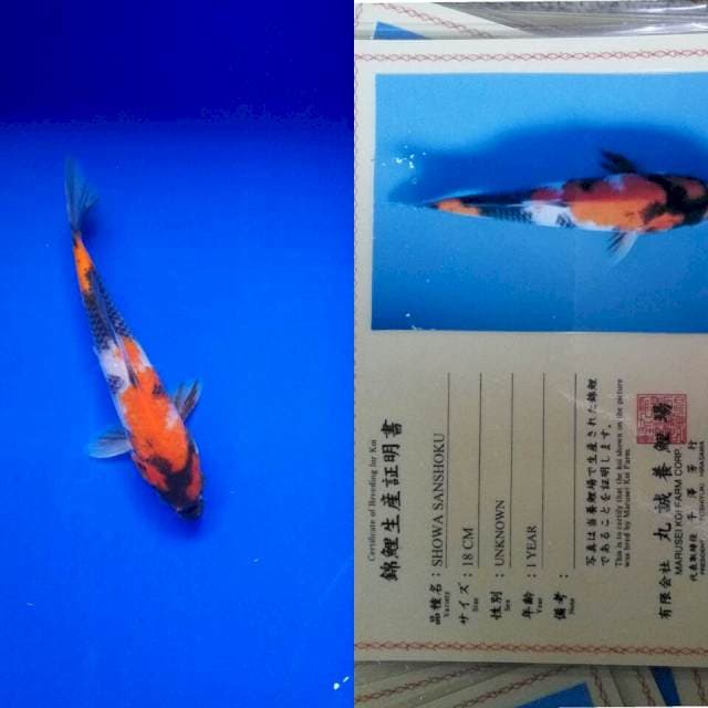 Showa import marusei