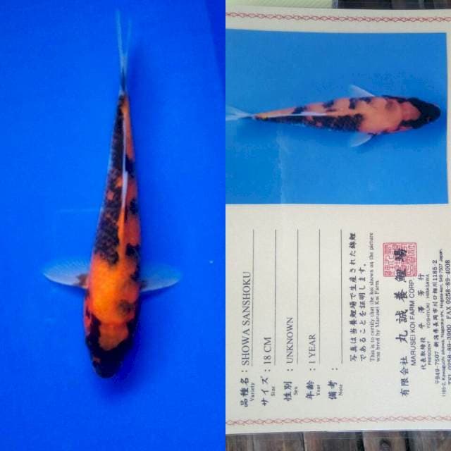Showa import marusei