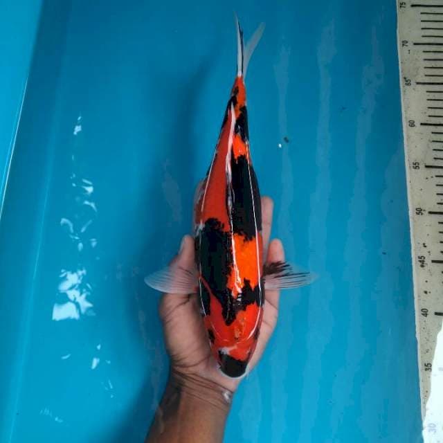 Showa Female, 35 Cm