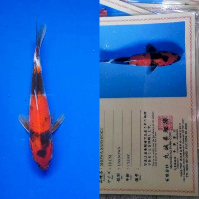 Showa import marusei