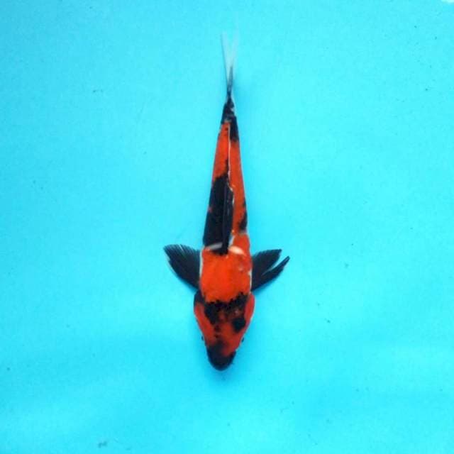 7. Showa Centaur || 23 cm