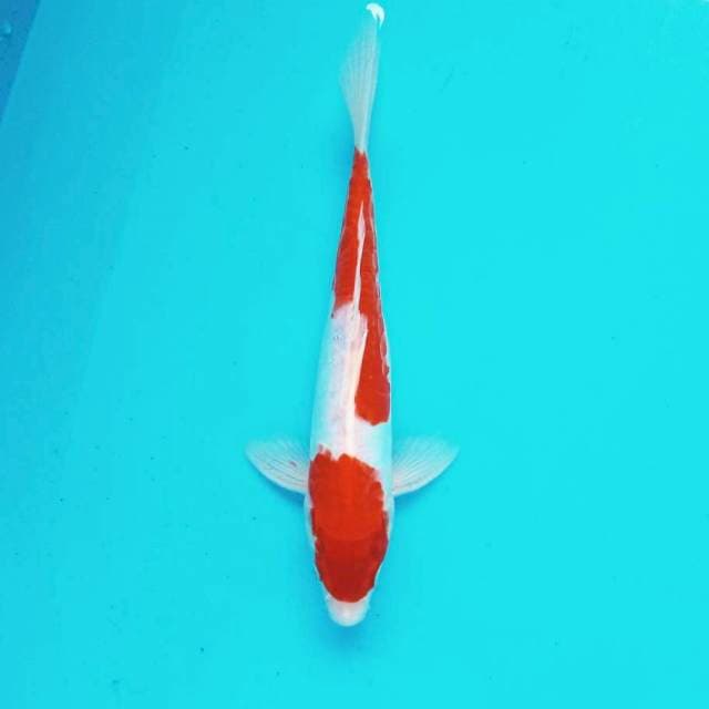 8. Doitsu Kohaku || 28 cm