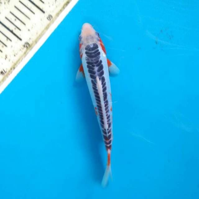 Shusui HQ 26cm