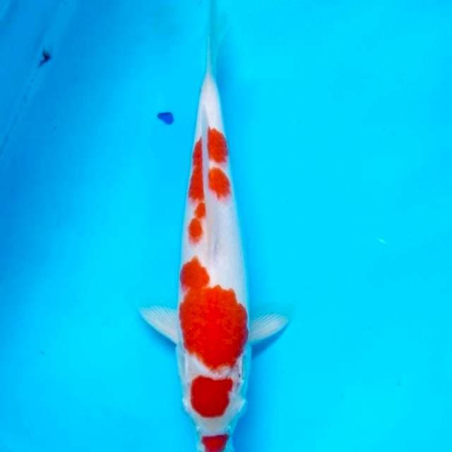 Kohaku maruten