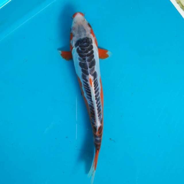 Shusui 28cm