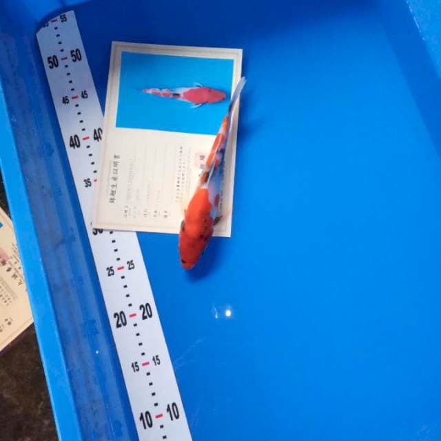 Showa import lengkap serty
