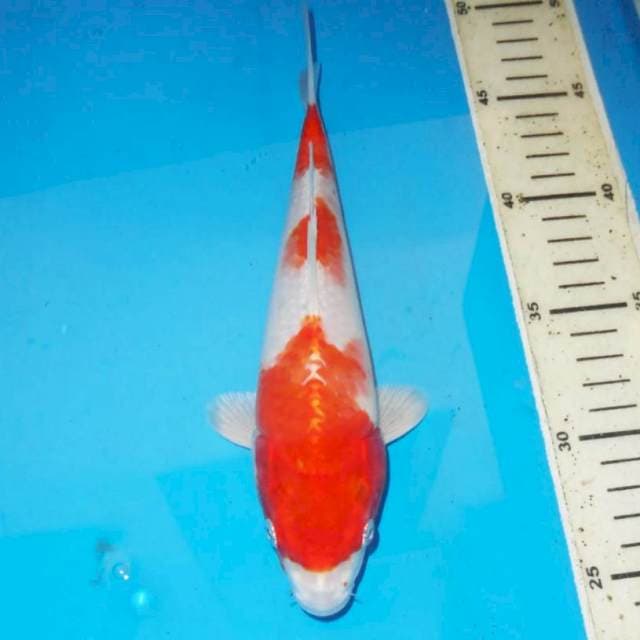 Kohaku Hikari 25cm