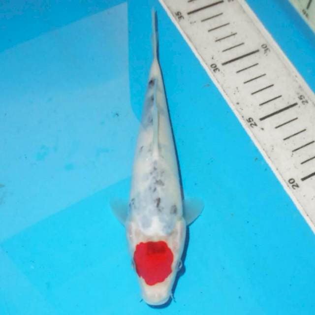 Tanco Showa 22 cm