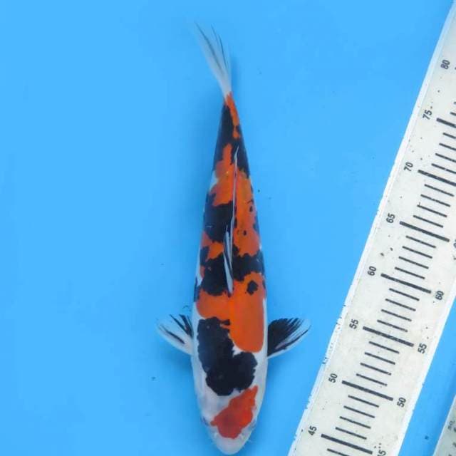 35cm , Halus Doitsu Murni Strong