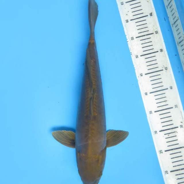 48cm , Jumbo Midorigoi Doitsu