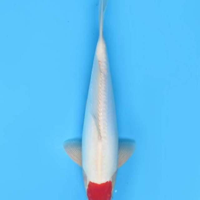 35cm , Red Tancho Doitsu Original 