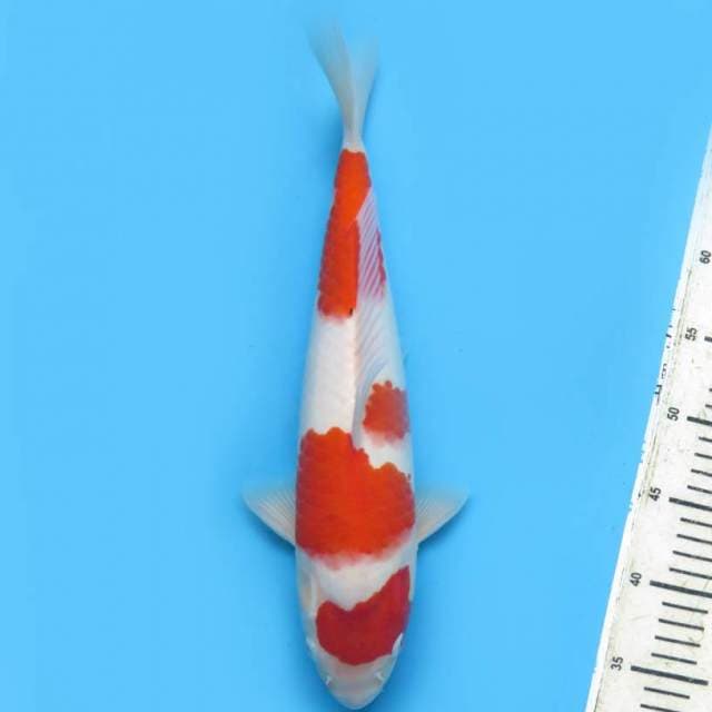 37cm , Maruten Sandan Kohaku