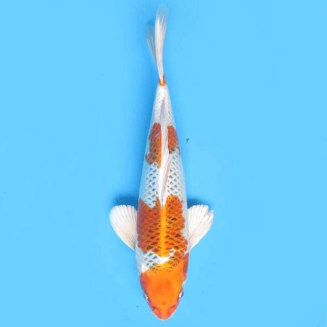 30cm , Yellow Kujaku Hikari Bagus 