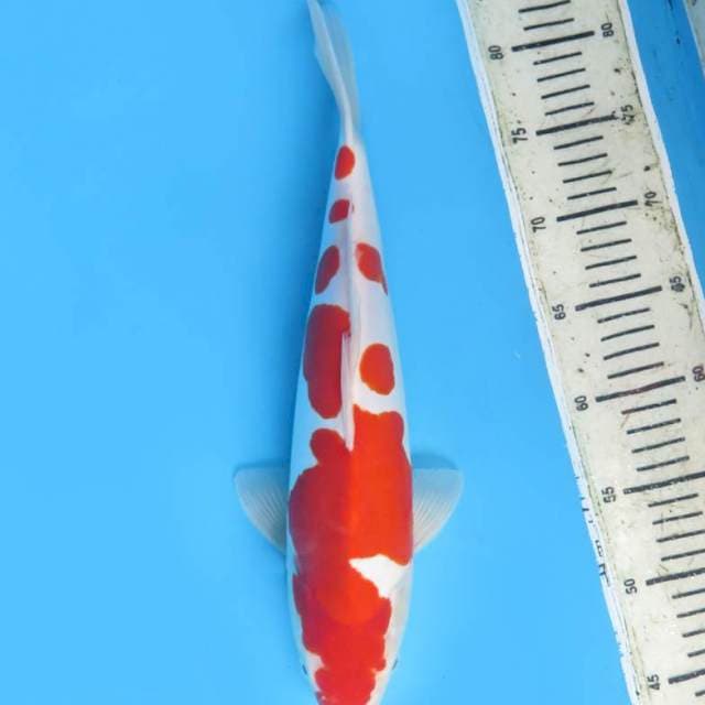 35cm , Red Kohaku Doitsu Murni Original Pola 
