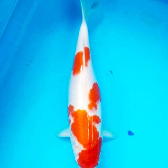 Kohaku