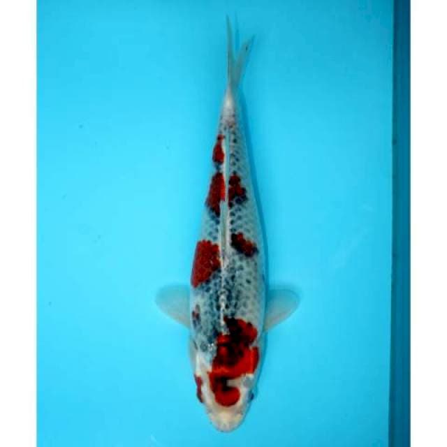 GOSHIKI SAKURA 32 CM FEMALE