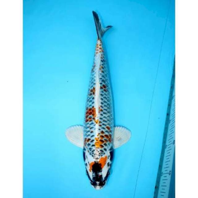 KANOKO KUJAKU 37 CM MALE