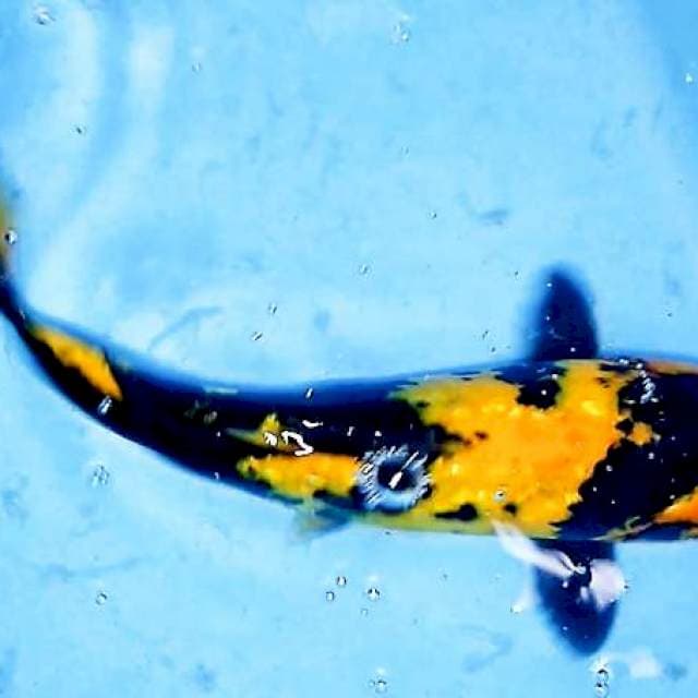 Hi utsuri 23 cm