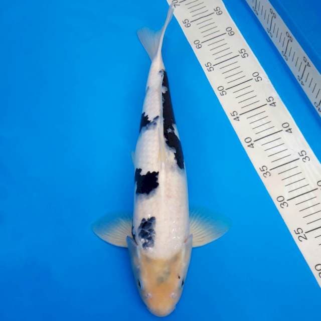 Okawa shiro utsuri 48cm nonserti