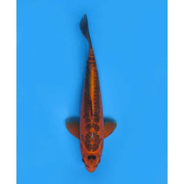 Mizuho Ogon Koleksi, 39cm