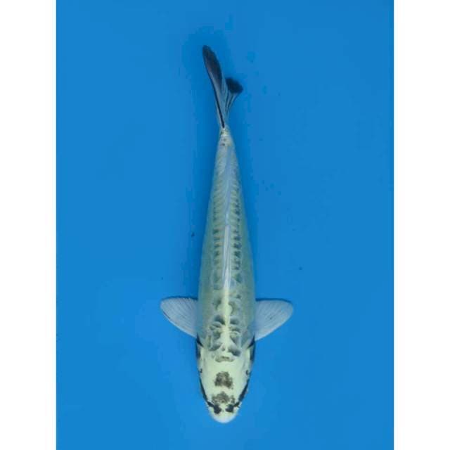 Kinkikokryu Koleksi, 33cm