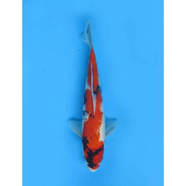 Showa Sanshoku, 38cm