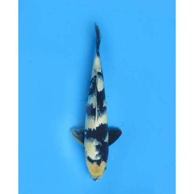 Shiro Utsuri , 37cm